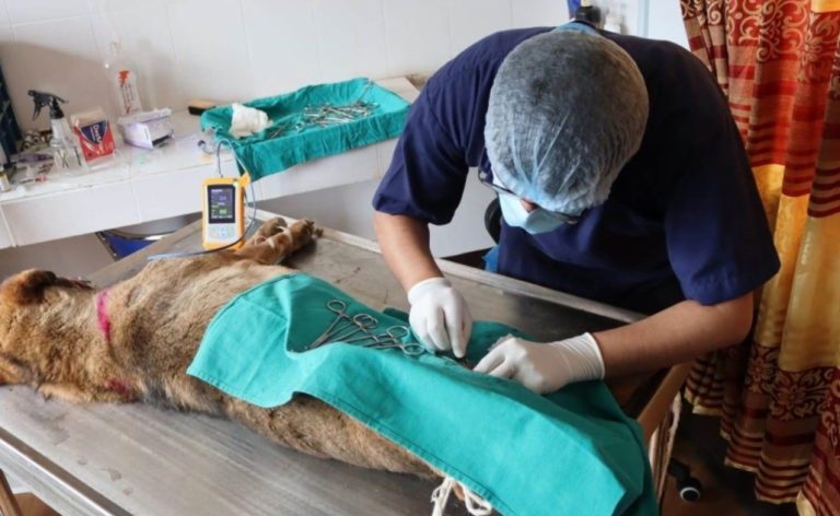 गुल्मीमा ६ सय सामुदायिक कुकुरको बन्ध्याकरण